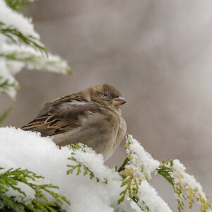 Spatz