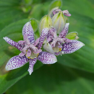 Tricyrtis hirta - Japanische Krötenlilie