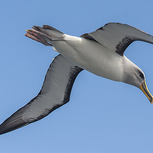 Buller Albatros
