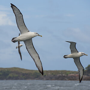 Schwarzbrauen Albatros Formation