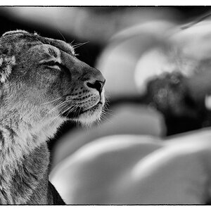 ZooDSC 8083