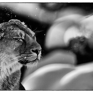 ZooDSC 8084