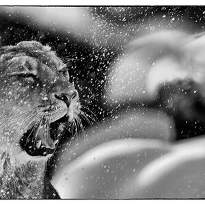 ZooDSC 8085