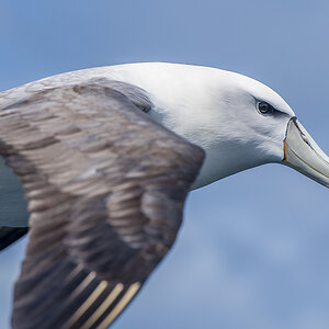 Schwarzbrauen Albatros Portrait
