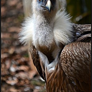 The Look

(Ach ja, die drei Buchstaben sind der Anfang meines Familiennamens. Das Copyright ist drauf, weil die Aufnahme auch noch in der Fotocommunit