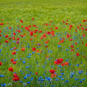 Mohn