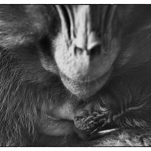 ZooDSC 8121