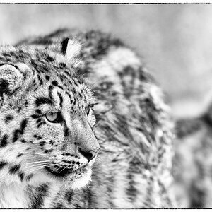 ZooDSC 8134