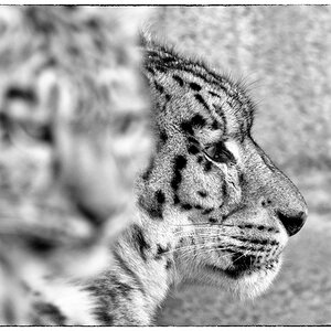 ZooDSC 8137