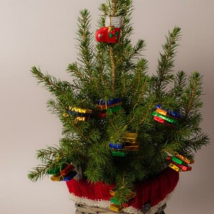 Weihnachtsbaum