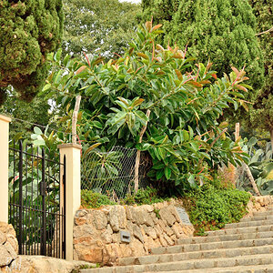 Pollensa, Kalvarienberg
