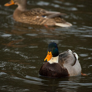 Ente blau ges