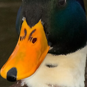 Ente blau crop