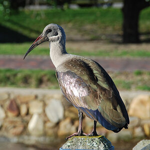 Ibis Knysna