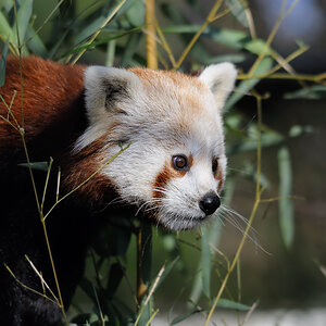 Kleiner Pandabär
Tiergarten Nürnberg