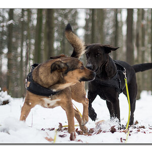 dof hunde