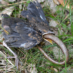 Amsel Blindschleiche