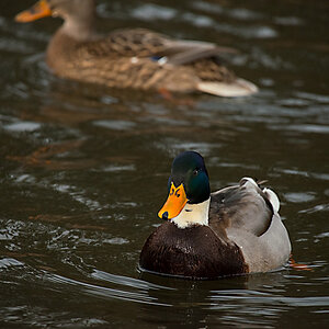 Ente blau ges TOPAZ Totale