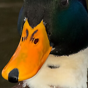 Ente blau ges TOPAZ crop