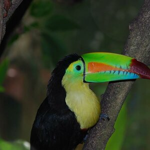 Roatan Honduras