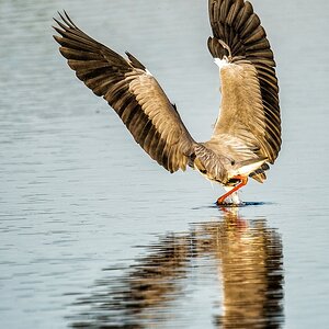 20120527 2611 [NIKON D4] 850 mm,1 1000 Sek. bei ƒ   6,3 Bearbeitet