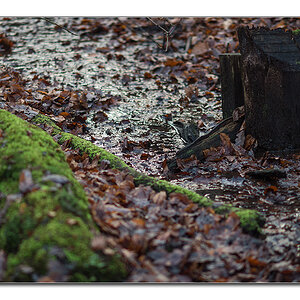 wald2