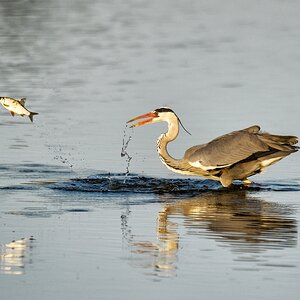 20120527 2674 [NIKON D4] 850 mm,1 4000 Sek. bei ƒ   7,1 Bearbeitet