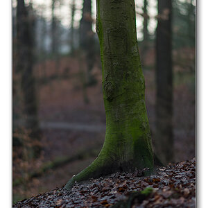 wald3