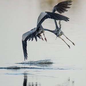 20120527 2896 [NIKON D4] 850 mm,1 4000 Sek. bei ƒ   6,3
