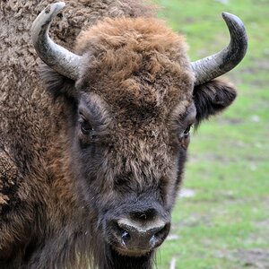 Bison in Borås (Schweden)