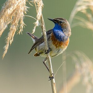 20120528 9509 [NIKON D7000] 850 mm,1 500 Sek. bei ƒ   6,3