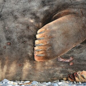 Helgoland 4 0706
Flossen V