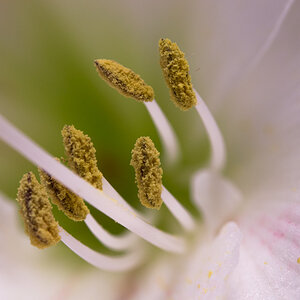 Amaryllis 4