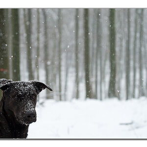 Lupa im Schnee