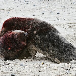 Helgoland 2 0052