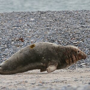 Helgoland 4 0002
Robben-Galopp II