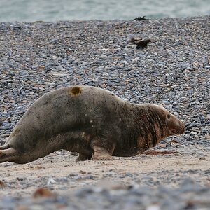 Helgoland 4 0006
Robben-Galopp III