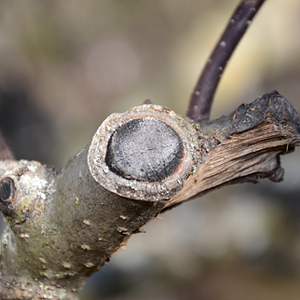 Obstbaum
