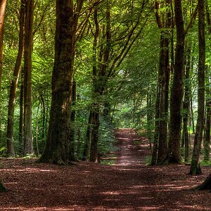 Summer Path