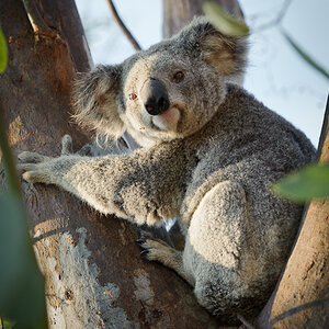 Reportage Australien 32