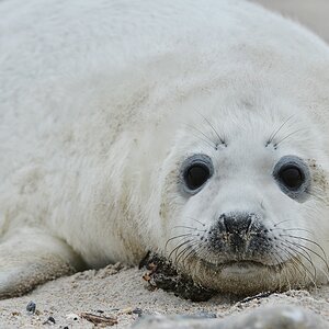 Helgoland 2 0679
Portrait V