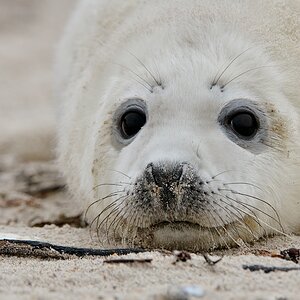 Helgoland 2 0676
Portrait VI