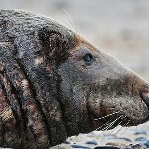 Helgoland 3 0518
Portrait IV