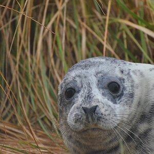 Helgoland 1 0173
Portrait I 
durch´s Fenster