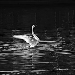 Schwan Landwehrkanal 0058 121224 SW 1000