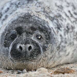 Helgoland 3 1169
Portrait II