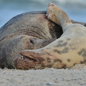 Helgoland 4 0266
Kleine Romanze am Strand VI