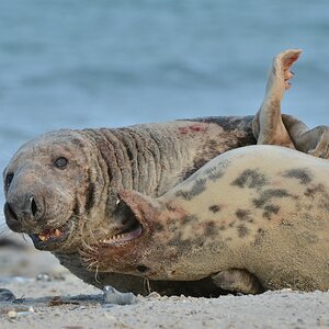 Helgoland 4 0290
Kleine Romanze am Strand VII