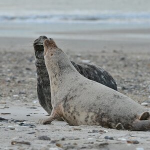 Helgoland 3 1458
Kleine Romanze am Strand IV