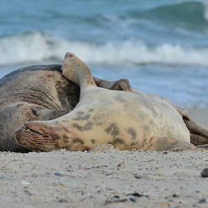 Helgoland 4 0262
Kleine Romanze am Strand V